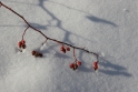 snowy berries